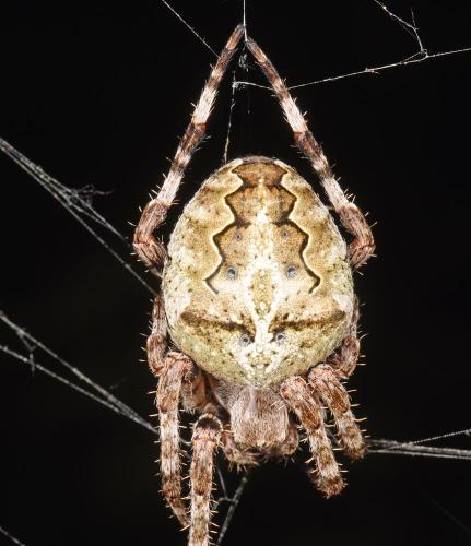Araneus angulatus